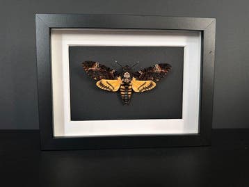 Mot Taxidermie volledige montage - Sphinx tête de mort -