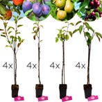 fruitbomen Appel Peer Kers Pruim + Pot 9cm 16, Verzenden, Volle zon