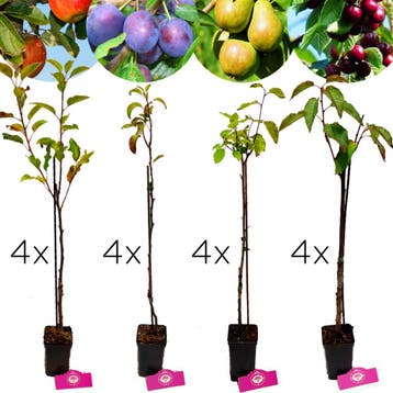 fruitbomen Appel Peer Kers Pruim + Pot 9cm 16, Verzenden, Volle zon