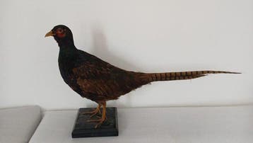 Duistere fazant Taxidermie volledige montage - Phasianus, Nieuw