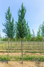 Ulmus Columella hoogstam 18/20