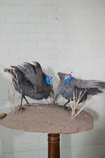 Helmeted Guineafowl Schedel - Numida meleagris - 60 cm - 55, Nieuw
