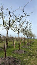 Volwassen Hoogstam Pruimen Bomen ca. 25 jaar oud, 250 tot 400 cm