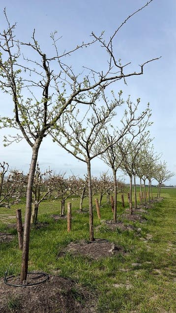 Volwassen Hoogstam Pruimen Bomen ca. 25 jaar oud, 250 tot 400 cm