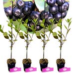 Aronia prunifolia Nero+ Pot 9cm 4 stuks, Verzenden, Halfschaduw