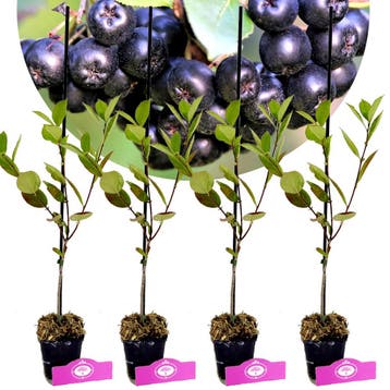 Aronia prunifolia Nero+ Pot 9cm 4 stuks, Verzenden, Halfschaduw