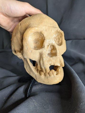 Fossiele schedel - Homo floresiensis « the Hobbit » -, Verzamelen