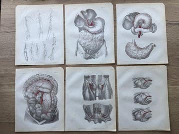 P. S. Duval (XIX) - A Series of Anatomical Plates, anatomie