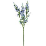 Kattenmunt Blauw Zijdenbloem 75 cm per stuk, Ophalen of Verzenden, Nieuw