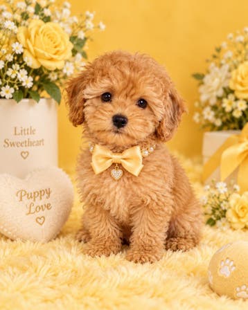 Maltipoo pup uit geteste ouders, mag verhuizen, Dieren en Toebehoren, Parvo, 8 tot 15 weken, Meerdere, Nederland