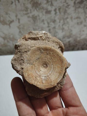 Haai - Fossiel bot - Otodus Obliquus - 8 cm - 6 cm (Zonder