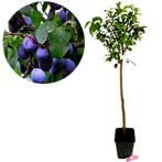 Prunus Domestica ‘Hauszwetsche’ + pot 23cm, Verzenden, Volle zon