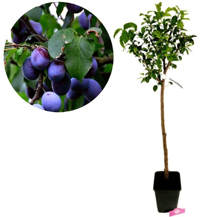 Prunus Domestica ‘Hauszwetsche’ + pot 23cm, Tuin en Terras, Planten | Fruitbomen, Volle zon, Verzenden
