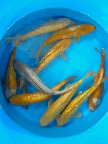 Hirasawa Marusei 29-34cm (Japanse Koi), Karper of Koi