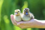 Gesekste eendenkuikens: Kwakers en Indische loop eend kuiken, Dieren en Toebehoren, Pluimvee, Meerdere dieren, Eend