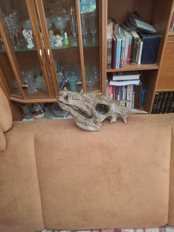 Gedetailleerde Dracorex hogwartsia-schedelrepliek – hoornige