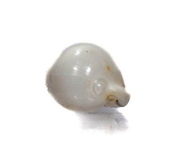 Triviella millardi 18mm | Zeldzame Zuid-Afrikaanse rariteit