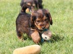 Leuke Gezelschapshondjes., Dieren en Toebehoren, Honden | Chihuahua's en Gezelschapshonden, Nederland, Parvo, Overige rassen, 8 tot 15 weken