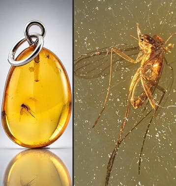 Authentiek Baltisch Amber Hanger – Stralende gouden, Antiek en Kunst