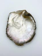 Pinctada maxima Zeeschelp - Pinctada maxima (Zonder