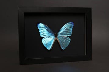 Vlinder Taxidermie volledige montage - Morpho adonis - 18 cm