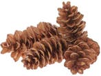 Dennenappel STROBUS Pinecone Naturel Zak 3 Kilo, Ophalen of Verzenden, Nieuw
