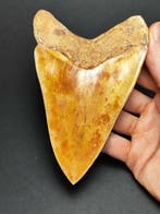 Megalodon - Fossiele tand - Otodus megalodon - 12.7 cm - 5