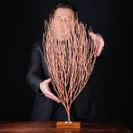 Topkwaliteit - Rood Gorgonia - Natuurlijk rood maritiem