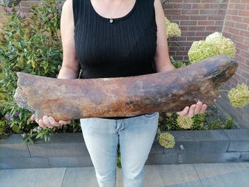 Wolharige mammoet - Fossiel bot - Mammuthus primigenius