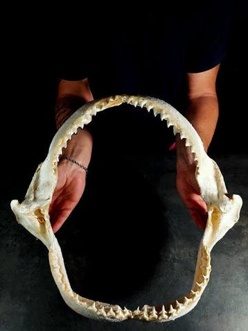 overdreven maat van een bruine haai Taxidermie volledige, Nieuw