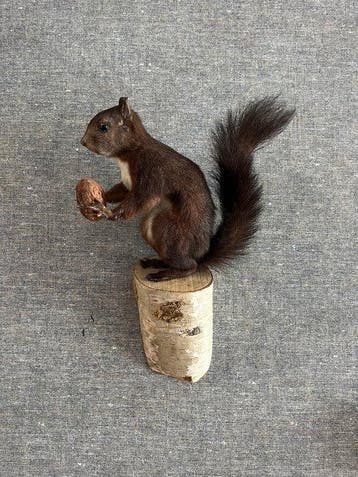 Red Squirrel - Taxidermie volledige montage - Sciurus, Nieuw