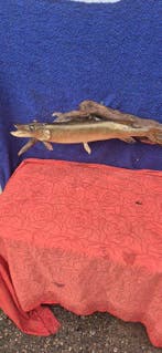 snoek Taxidermie wandmontage - Esox lucius - très grand, Nieuw