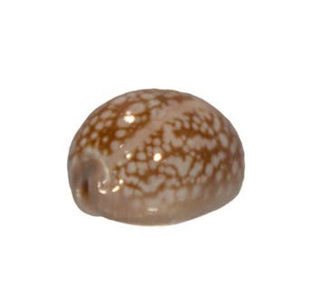 Geërodeerde Kauri: Cypraea erosa (41 mm) – uitzonderlijk