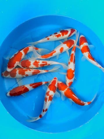 Hirasawa Marusei 27-32cm (Japanse Koi), Karper of Koi