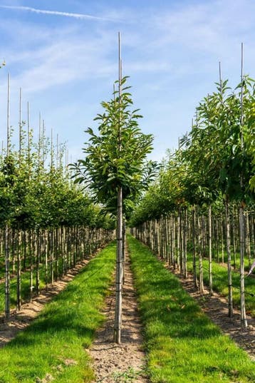 Castanea sativa hoogstam 14/16