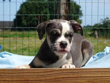 Old English Bulldog pups! | Mogen mee! Hartelijk welkom, Parvo, Nederland, 8 tot 15 weken, Bulldog