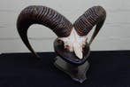 Mouflon Schedel - Ovis a musimon - 26 cm - 40 cm - 46 cm-, Nieuw