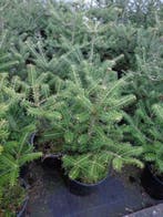 abies koreana , koreaanse zilverspar / den in pot, Ophalen of Verzenden, In pot, Minder dan 100 cm