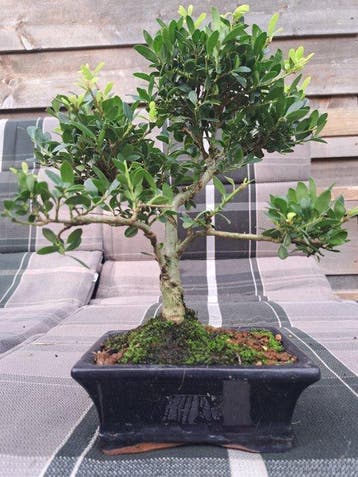 ilex bonsai (japanse hulst) - Hoogte (boom): 24 cm - Diepte