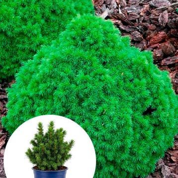 Picea glauca `Alberta Globe` container (P15) Coniferen, Verzenden, Conifeer, Struik