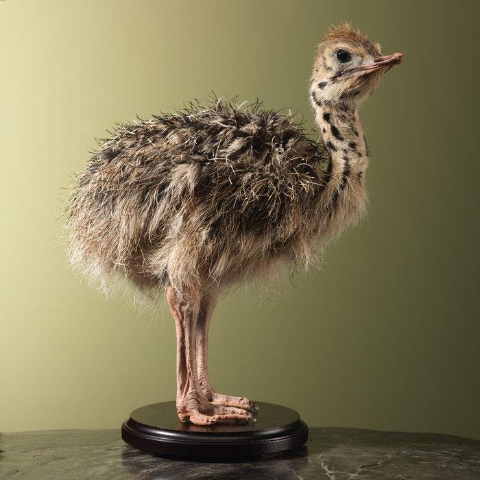 Struisvogel Taxidermie volledige montage - Struthio camelus, Verzamelen, Dierenverzamelingen