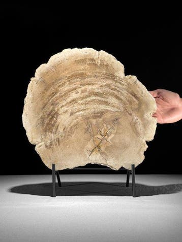 C- Prachtige grote plak versteend hout op een maatwerk