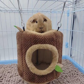 Zacht Hamster & Cavia Huisje Hangmat in Boomstam Design - Kn, Verzenden, Nieuw