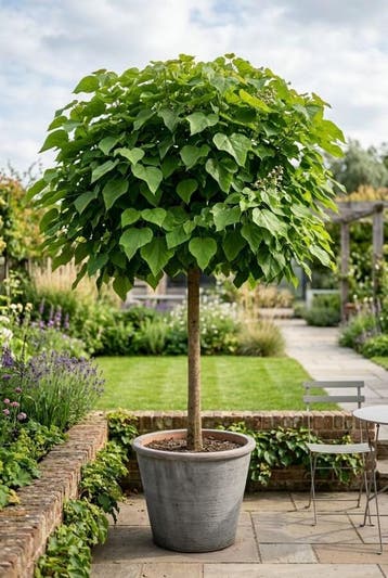 Catalpa bignonioides Nana bol-op-stam 60 cm C5