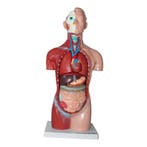 Anatomie model torso met organen, 18-delig, 42 cm, Nieuw