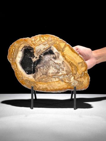 Prachtige snede van versteend hout op een op maat gemaakte