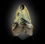 Fossiel wolharige mammoet tand – Gepolijst kiesfragment, Verzamelen, Mineralen en Fossielen