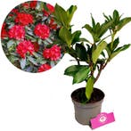 Rhododendron Markeetas Prize rode bloemen + P, Tuin en Terras, Planten | Tuinplanten, Verzenden