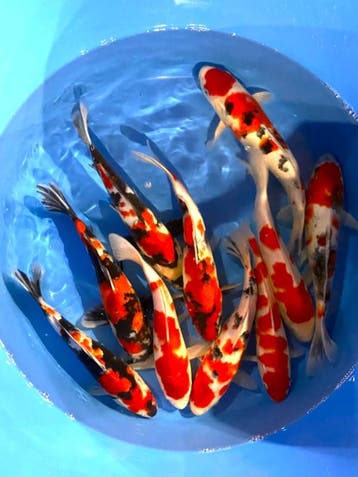 Hirasawa Marusei 29-34cm (Japanse Koi), Karper of Koi