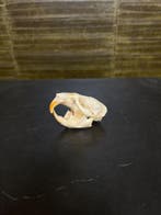 Muskusrat Schedel Taxidermie Opgezette Dieren By Max, Ophalen of Verzenden, Nieuw, Wild dier, Opgezet dier